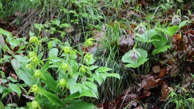 陝西太白林區首次發現綠花杓蘭