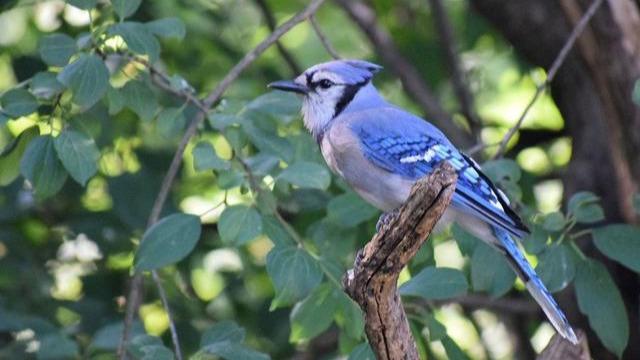 新華視點丨獵捕販賣、玩鳥鬥鳥……“林中歌者”亟待保護