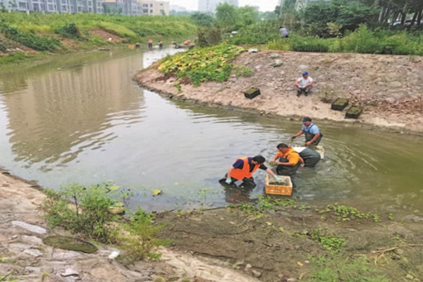 鎮江句容：“以蟲治水”治出水清草綠“新氣象”