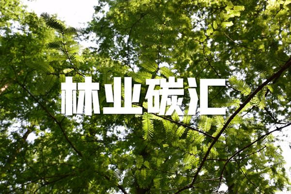 首單！中國能建葛洲壩供應鏈公司成功中標五大連池林業碳匯項目！