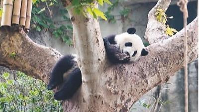 動物“明星效應” 吸引更多人逛動物園