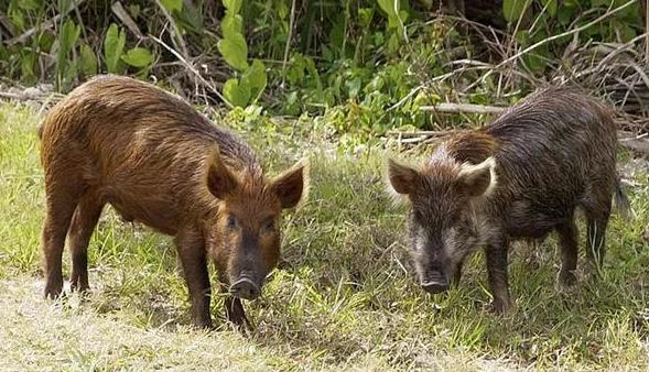 野豬不再是國家保護野生動物，如何找准保護與獵捕平衡點？