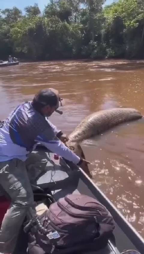 剛喫完一條鱷魚嗎？把自己撐死了……