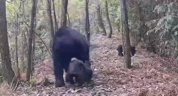 錢江源國家公園首次發現黑熊“一帶二”帶娃出門