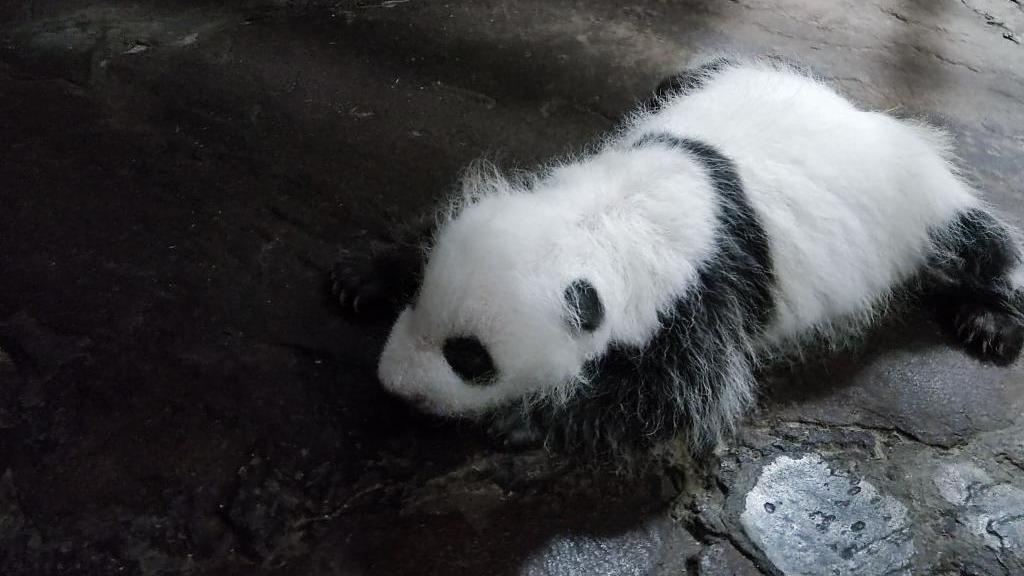 重慶動物園：新生大熊貓寶寶滿月啦！