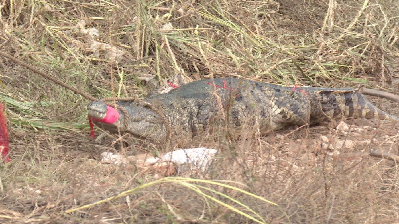 廣東茂名市“出逃”鱷魚已捕獲62條 繼續擴大搜查範圍