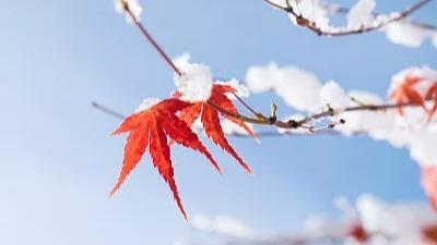 一葉知霜降！秋冬晝夜溫差最大時段已至 全國亂穿衣地圖看哪裏一天兩季