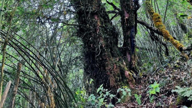 雲南發現一株野生喜馬拉雅紅豆杉 初步評估樹齡超千年