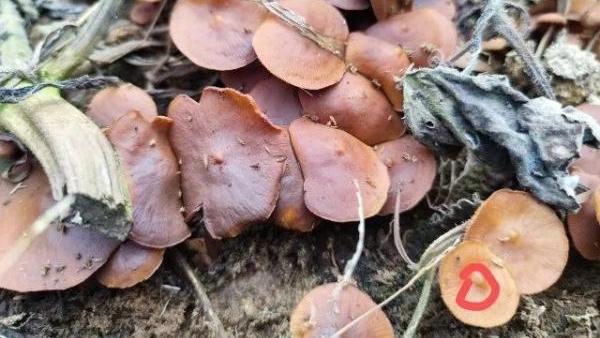 急性肝衰竭！兩兄弟誤喫這種菌 專家提醒