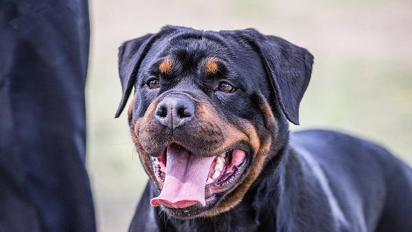 《成都市限養區禁養犬品種目錄和大型犬標准》發布 明年起禁養羅威納犬