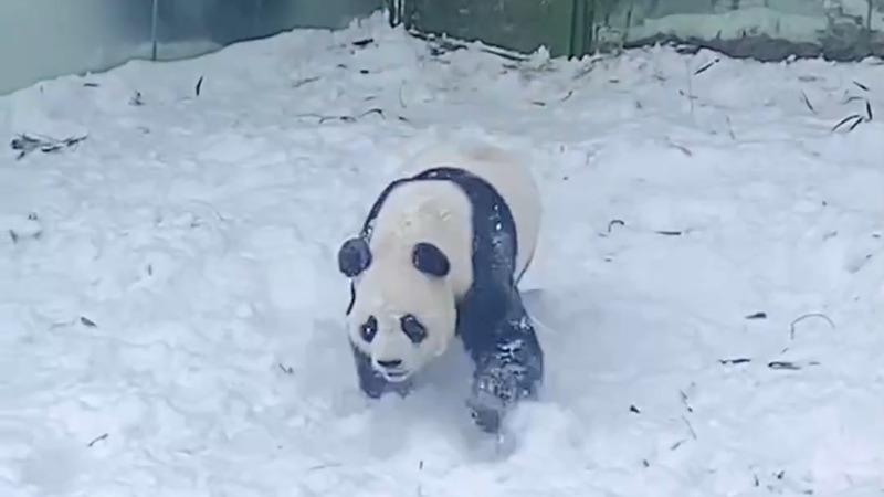 “下雪啦！” 看大熊貓沉浸式玩雪