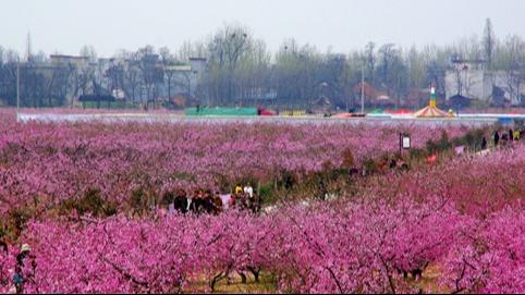 文旅幹部，打一場流量遭遇战