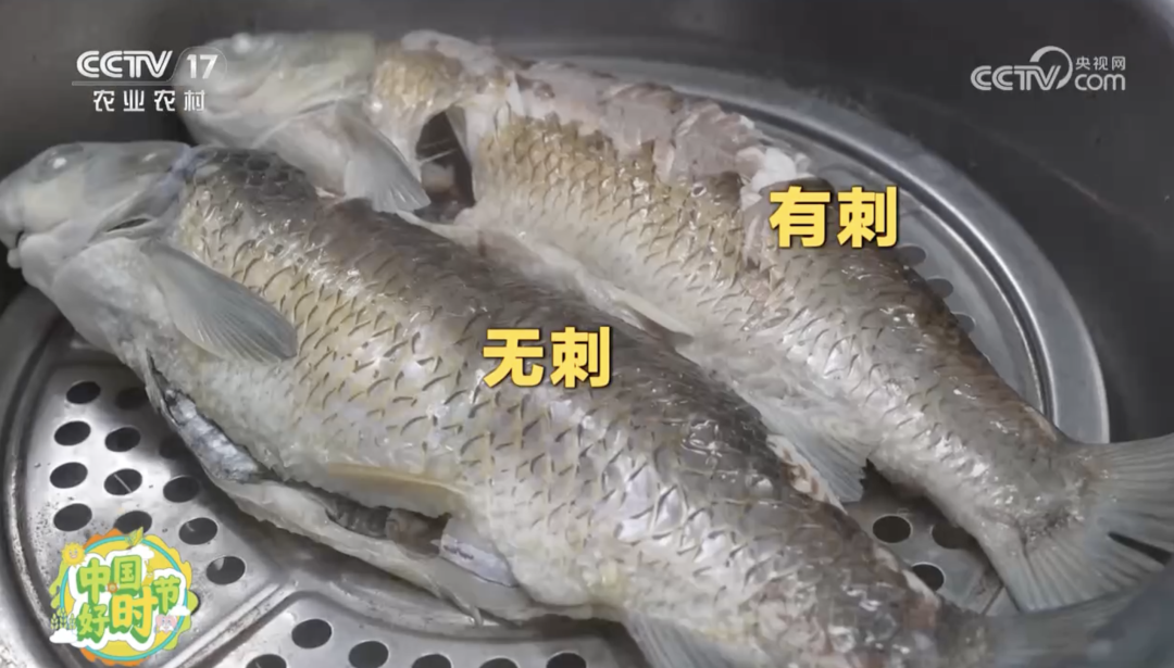 “無刺”草魚來了！口感怎么樣？