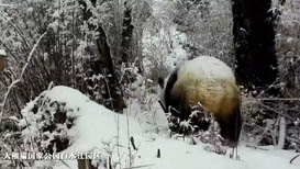 可愛！紅外相機捕捉到大熊貓雪地活動畫面