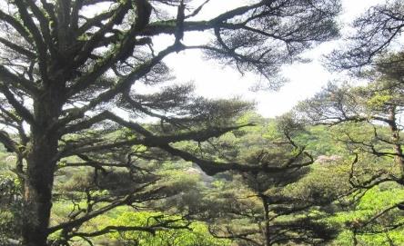 廣西野生高等植物種數破萬種 較2014年增加972種