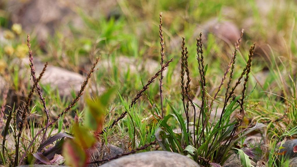 “植物大熊貓”回歸！3000株珍稀瀕危植物回歸三峽庫區