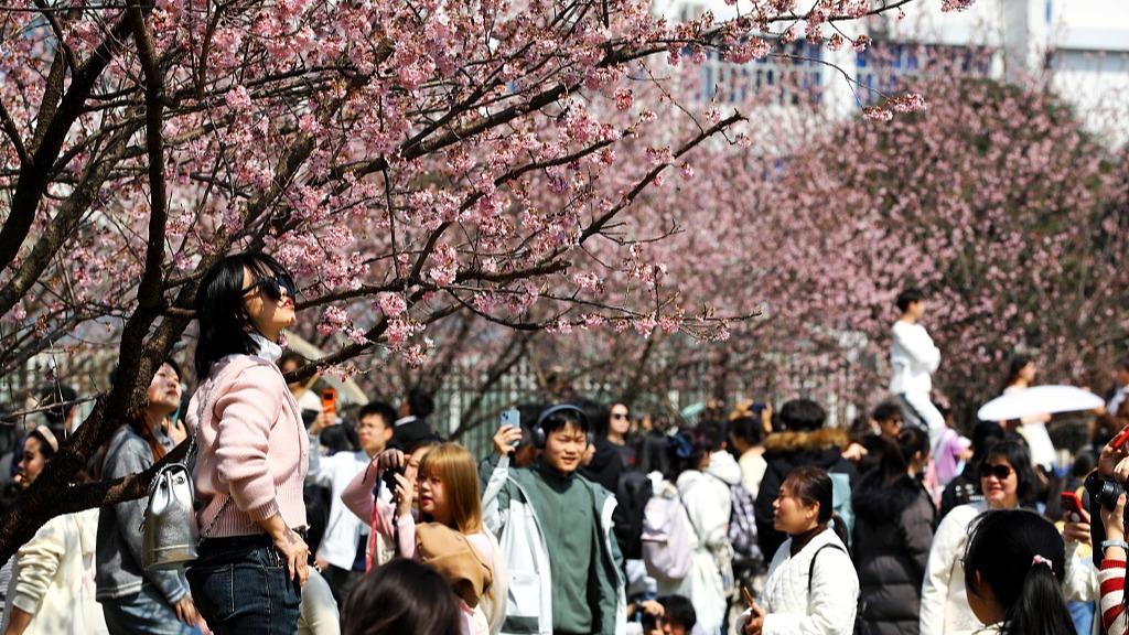 今年武大賞櫻免費預約 會適當增加每日人數限額