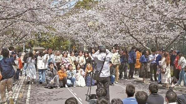 校園賞櫻季：在开放參觀與寧靜校園之間 如何找到平衡？