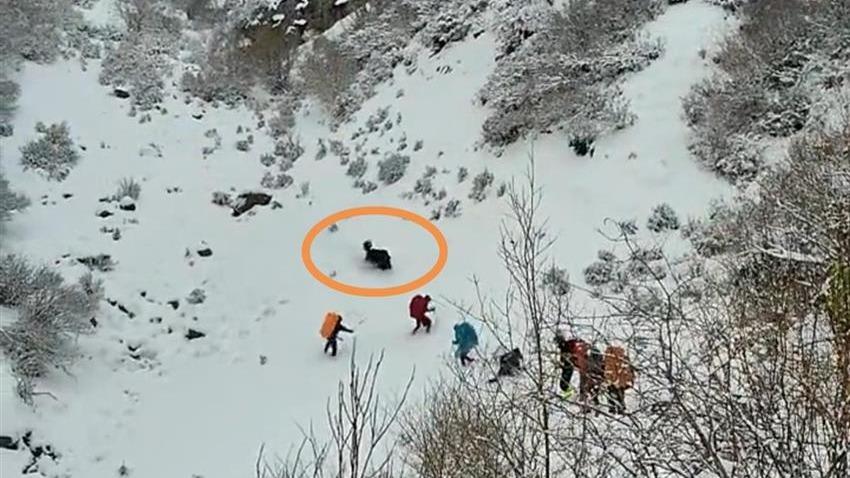 博主發視頻稱登山隊在雪地遭野犛牛攻擊，官方回應