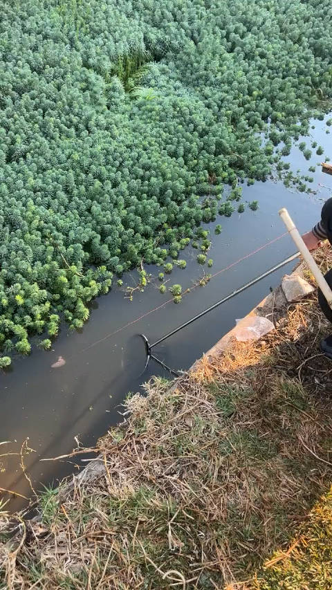 龍蝦王被你釣上來了