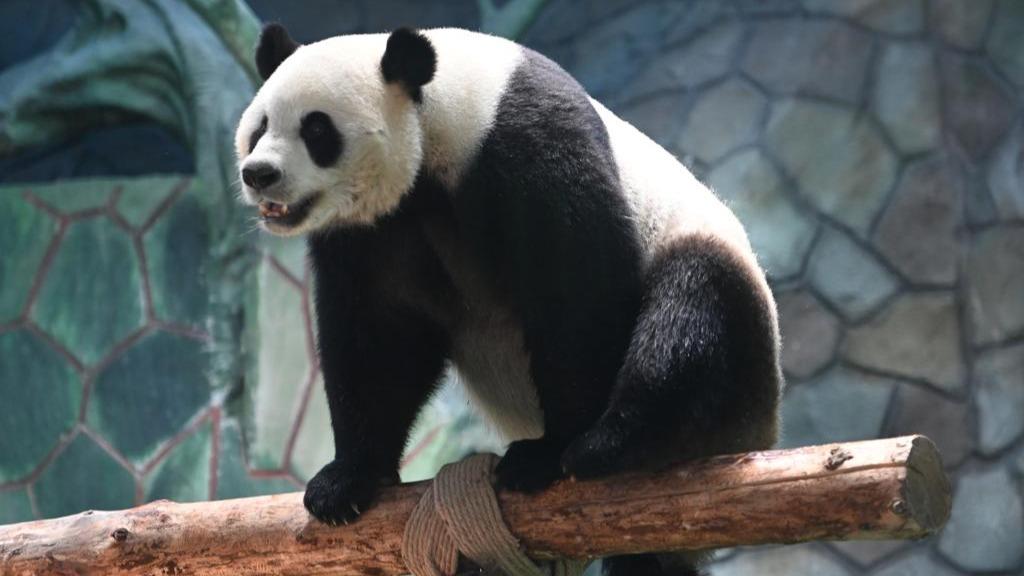 蘭州野生動物園4只大熊貓正式亮相