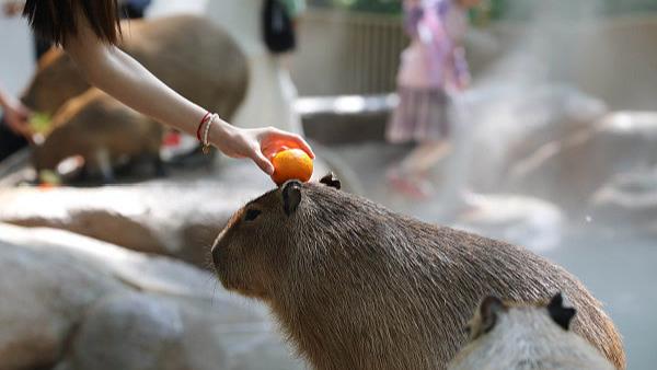 ZooWalk漸成新寵，動物園爲何成了網紅打卡地？