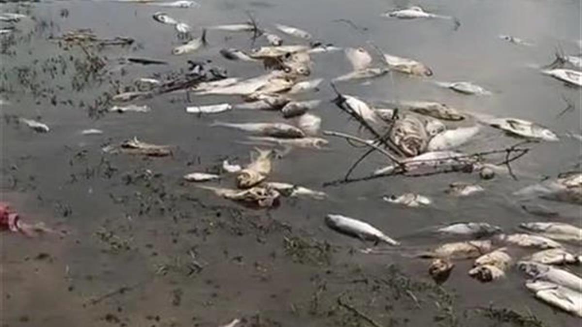 大連劉大水庫大量魚死亡，當地相關部門介入調查