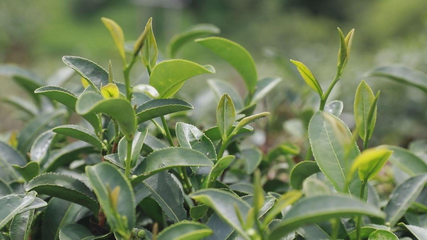 海南大葉茶被證實爲山茶屬新物種