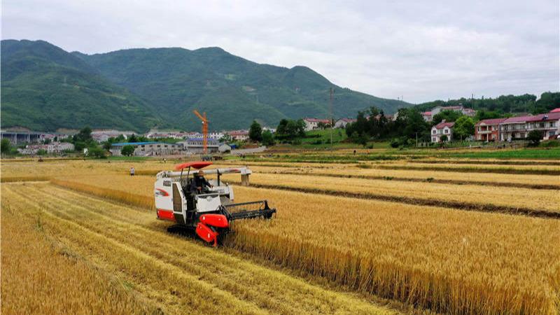 河南省小麥大規模機收作業基本結束