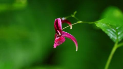 四川發現鳳仙花屬植物新種