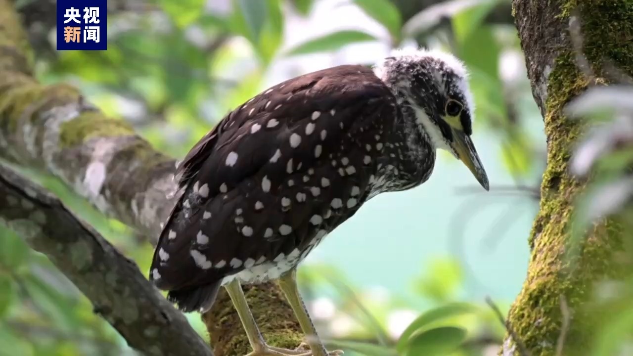 沒見過眼睛這么大的鳥！這個“大眼萌家族”是？