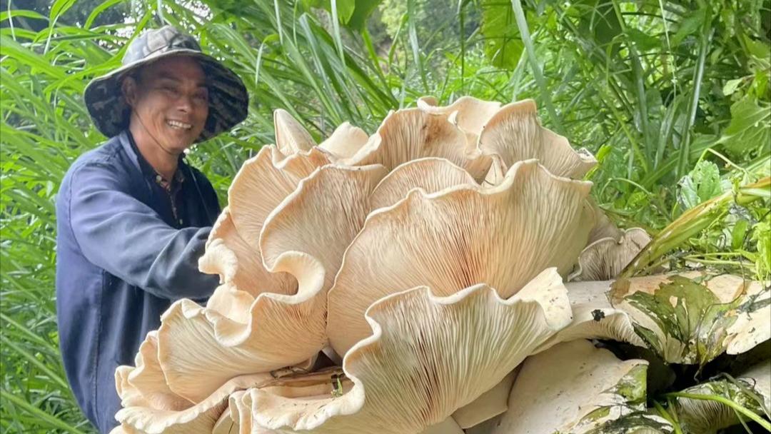 雲南昌寧發現100斤重巨型野生菌 村幹部：將制成標本