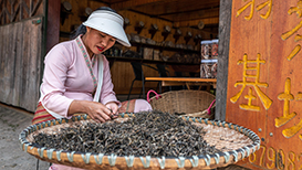 9.9元一餅的班章？雲南加大力度整治普洱茶銷售亂象