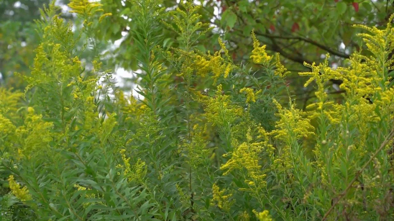 看到千萬別碰 這種小黃花可能是入侵生物