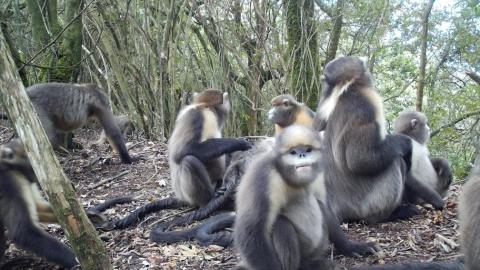 貴州：初步監測發現陸生野生動物近200種