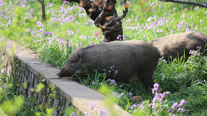 平衡保護與防控，減少野生動物“肇事”