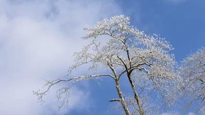 青藏高原等地仍有較強降雪 未來三天北方地區風力較大